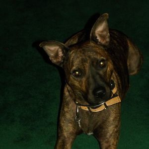 Meet your Posher, Charlotte ricketts